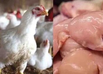 Fresh broiler chicken at market after price drop