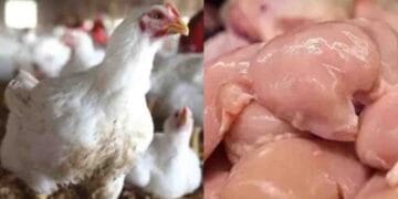 Fresh broiler chicken at market after price drop