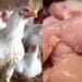 Fresh broiler chicken at market after price drop