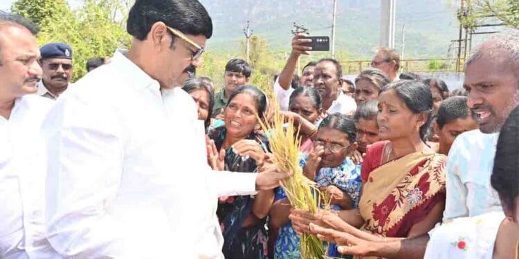 Minister Anam Ramnarayana Reddy inspecting hailstorm-damaged crops under Farmer Compensation Assurance