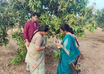 Farmers taking precautions to protect crops from high temperatures in agricultural fields