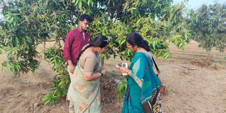 Farmers taking precautions to protect crops from high temperatures in agricultural fields