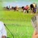 Telangana farmers receiving financial support under Rythu Bharosa scheme