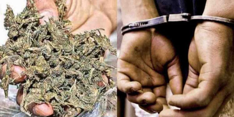 Mangalagiri ganja arrests police seizing cannabis in Guntur