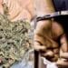 Mangalagiri ganja arrests police seizing cannabis in Guntur